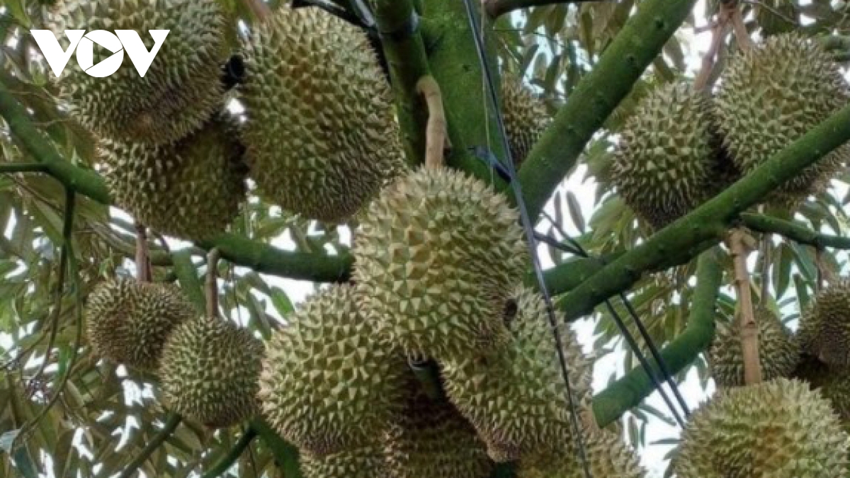 Nearly 1,000 new growing area codes granted for durian exports to China